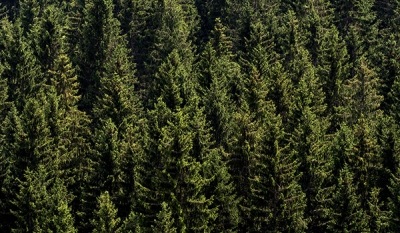 国际热带木材组织最新市场报告