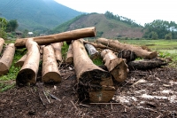 Vietnam&rsquo;s Timber Industry Aims For Higher Value-Added Growth