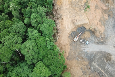 Blockchain For Timber Traceability Under The EU Deforestation Regulation